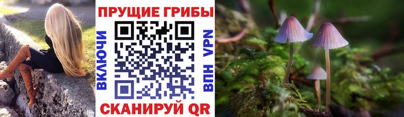 Галлюциногенные грибы Cubensis omg как зайти Куровское